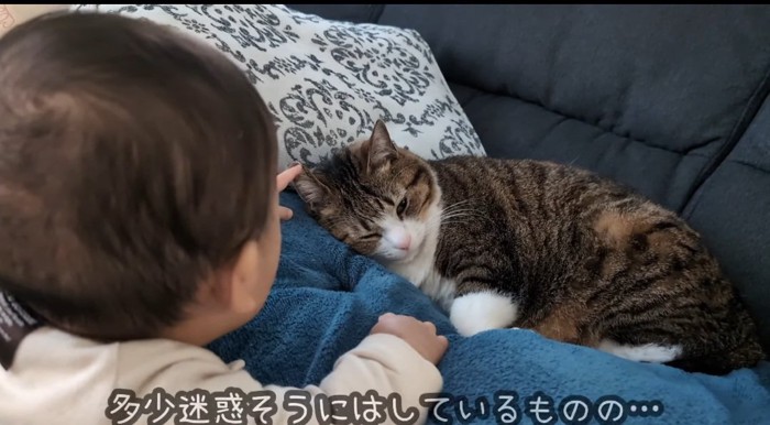 猫を触る赤ちゃん