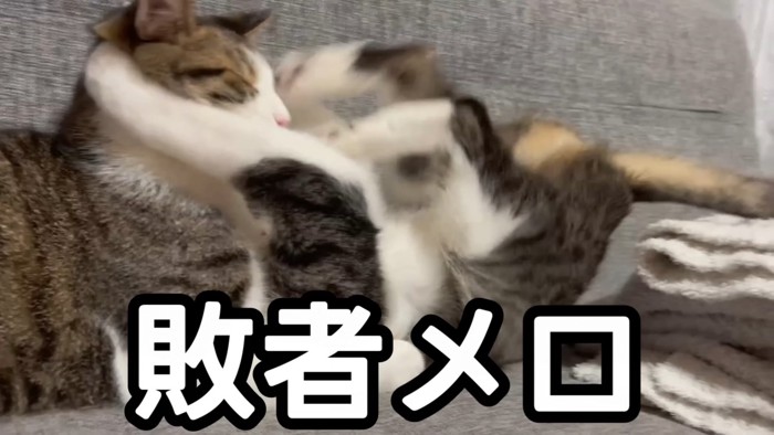 目を閉じる猫