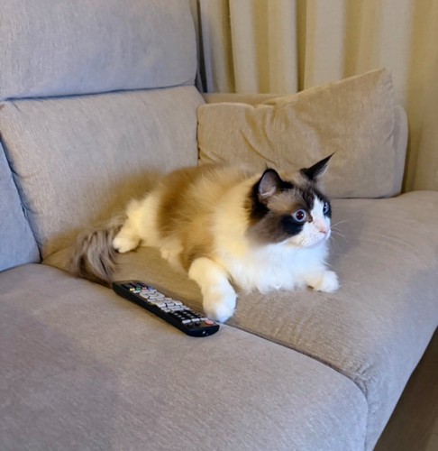 ソファーに乗って前を見ている猫