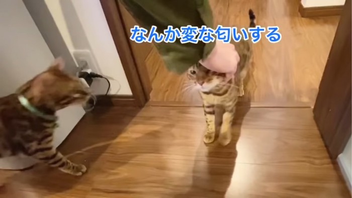 撫でられる猫