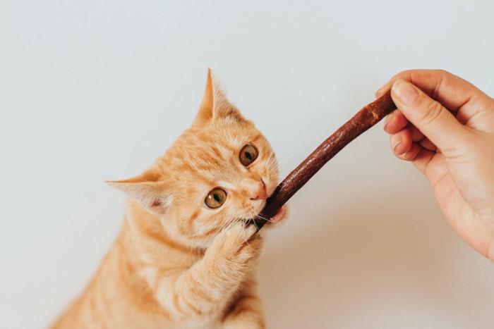 飼い主の手からおやつをもらう猫