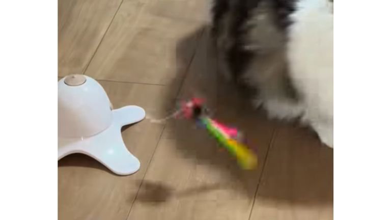 猫と電動オモチャ