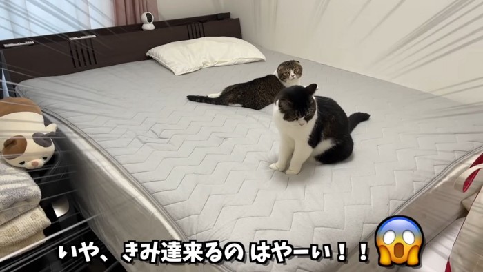 ベッドの上でくつろぐ2匹の猫