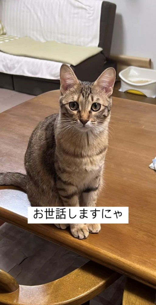 座り姿・成猫になった様子