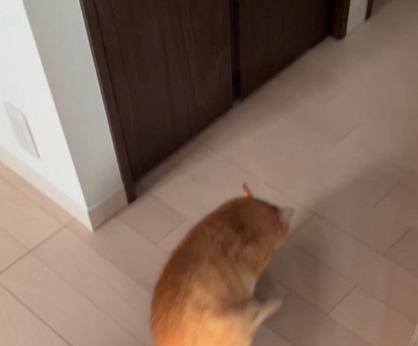 おしり歩きする猫2