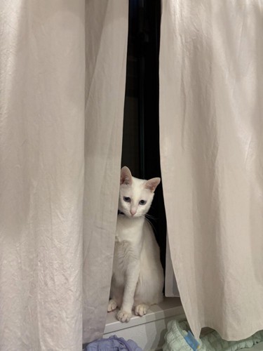 窓辺に座っている白猫