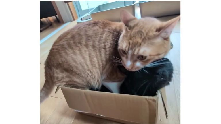 箱に入っている黒猫