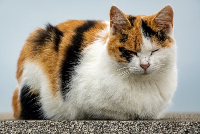 屋外で香箱座りで眠る三毛猫