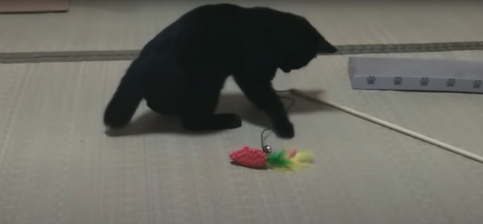 おもちゃで遊んでいる猫