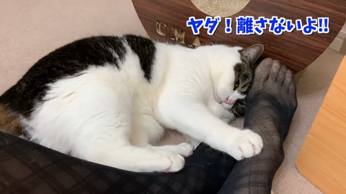 人の足を持つ猫