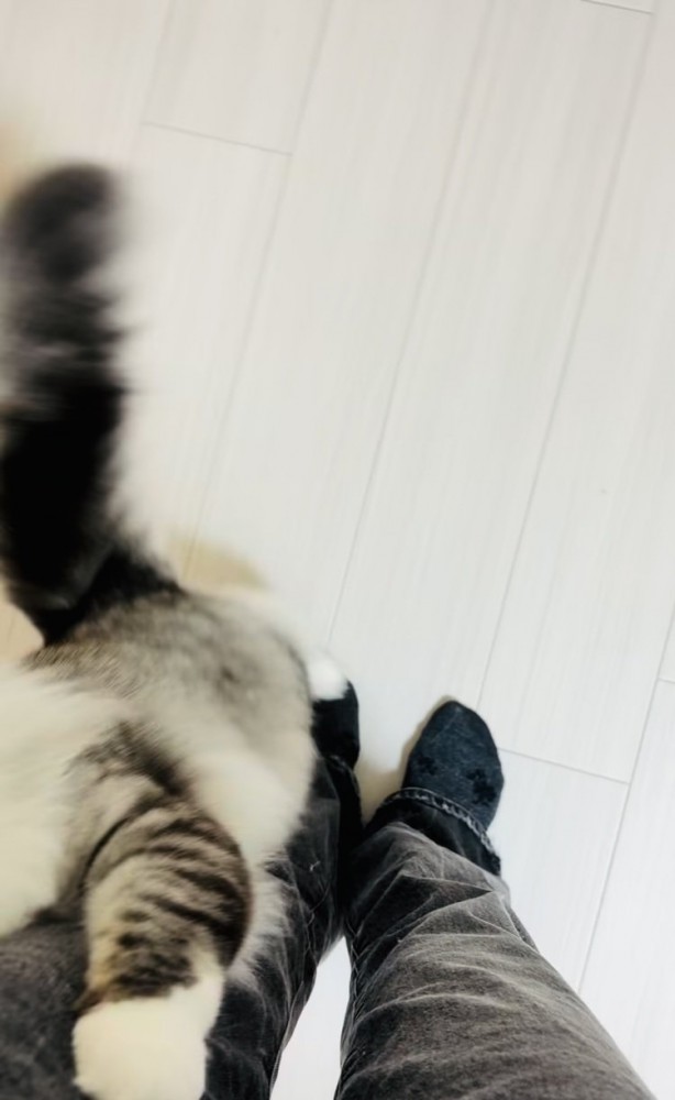 飼い主さんの足に飛び付くサイベリアン