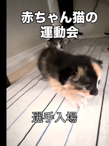 歩いてくる子猫たち