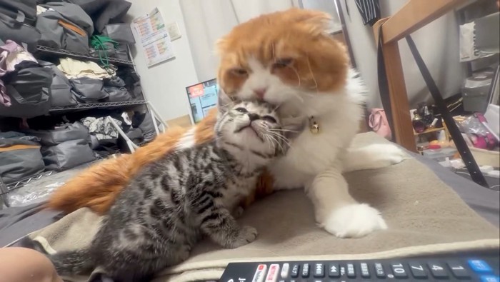 目を細める子猫
