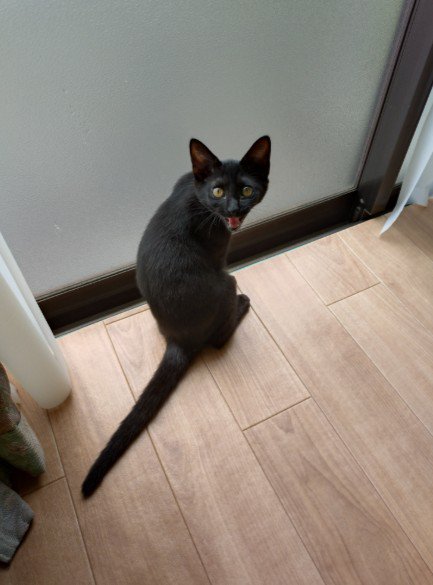 窓の前で振り返る黒猫