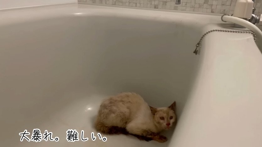 浴槽に入る猫