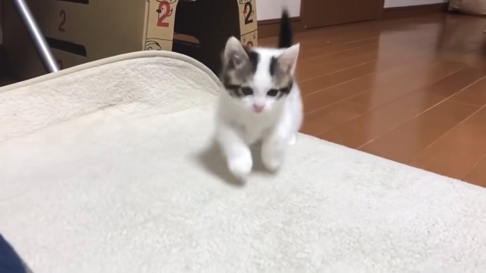 走る子猫