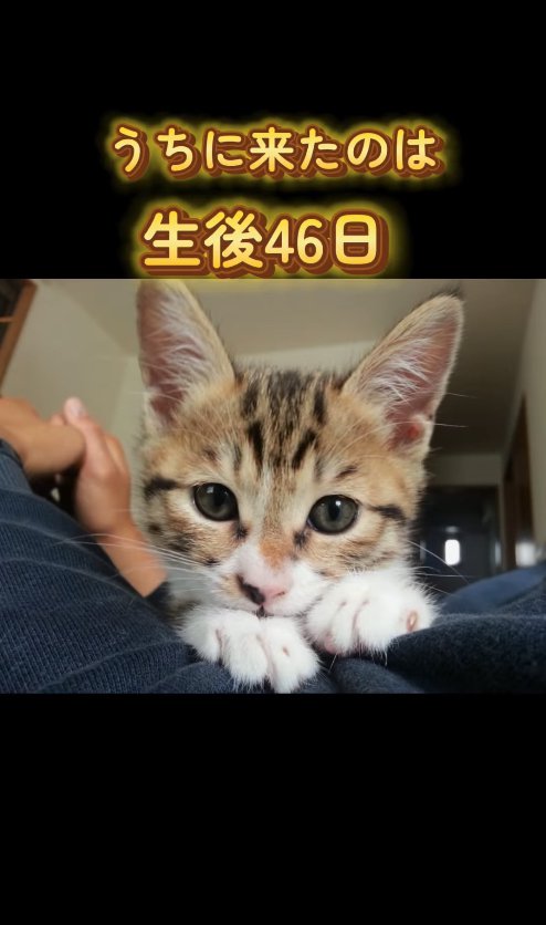 飼い主の上に乗ってカメラ目線の子猫