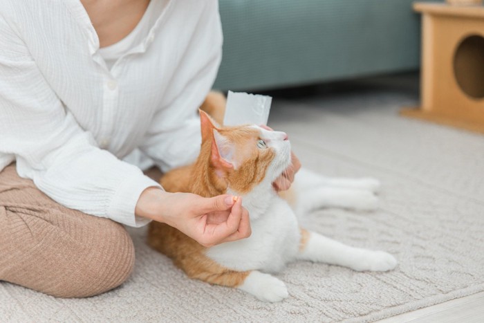 薬を飲ませようとする飼い主と猫