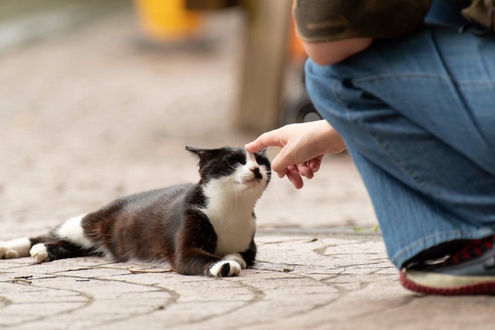 猫を触る女性の手