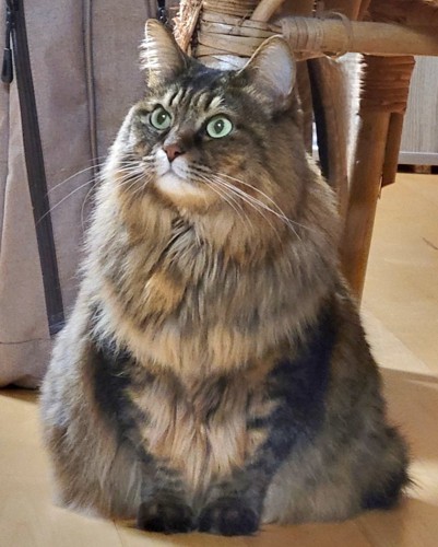 もふもふの猫さん