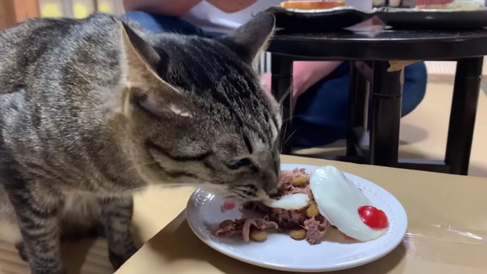 ごはんを食べるキジトラ