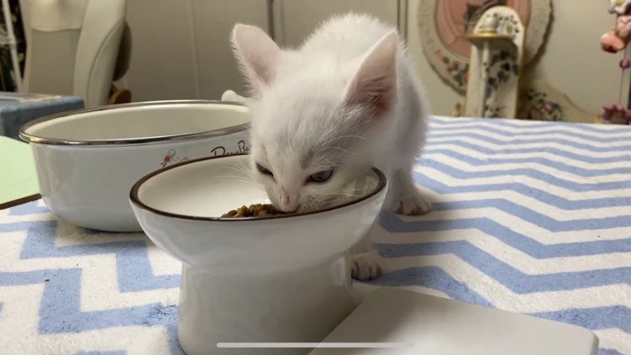 ご飯を食べる子猫