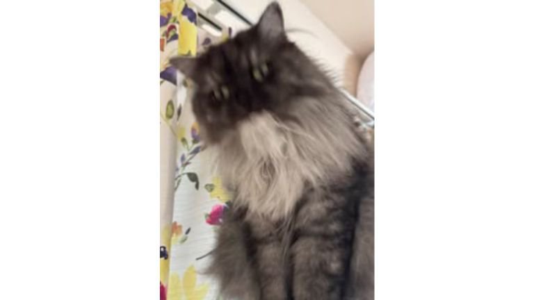 毛繕いしている猫
