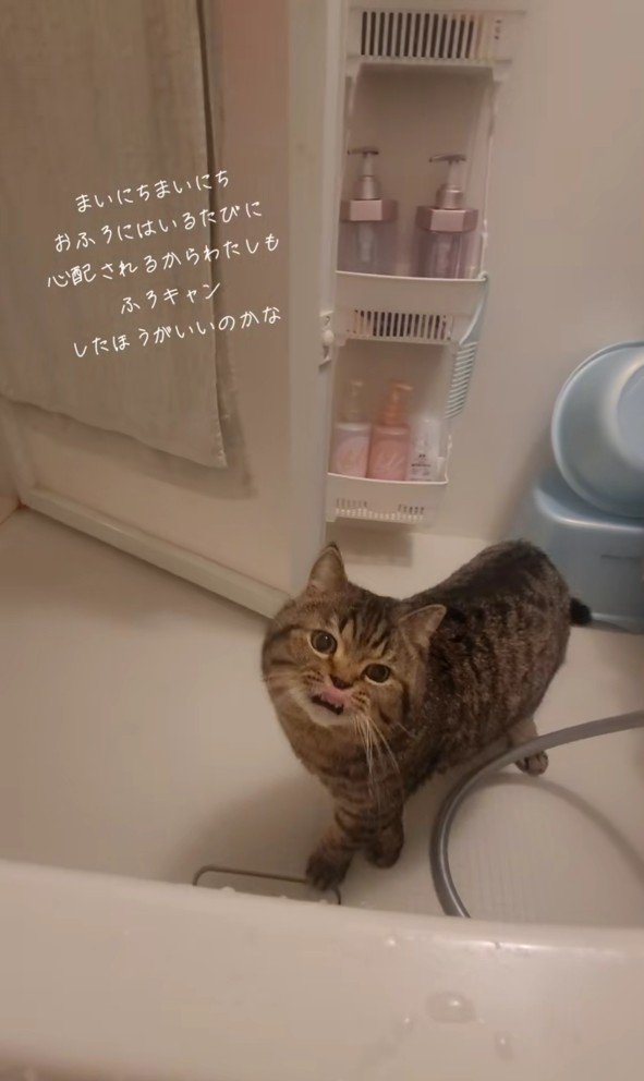 お風呂場の猫