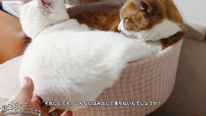 お尻を触られる猫