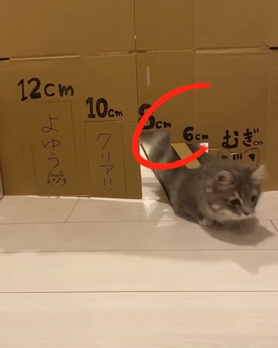 ダンボールを壊して進む猫