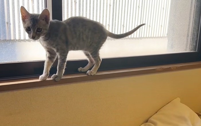 窓辺の猫