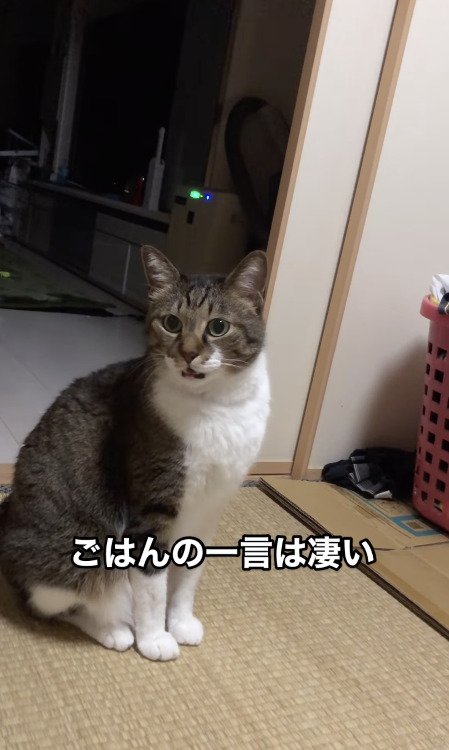 飼い主さんを見て鳴く猫