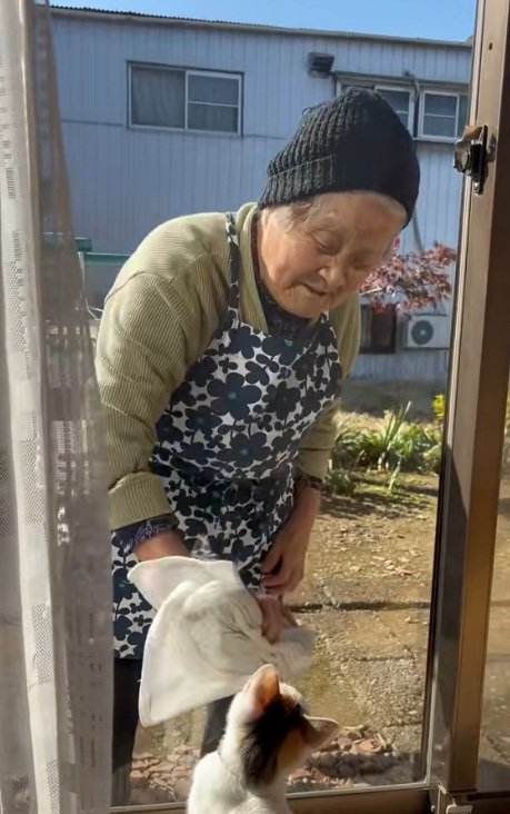 まどふきをするおばあさんとタオルを追いかけるミケ猫