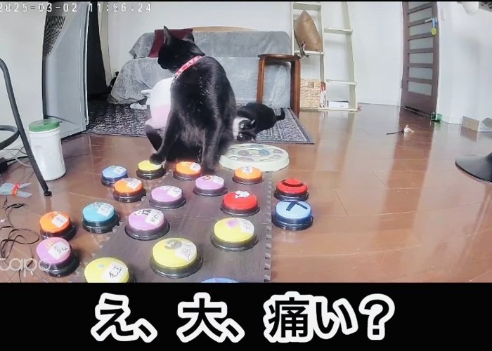 黒白猫を見ながら会話ボタンを押す黒猫