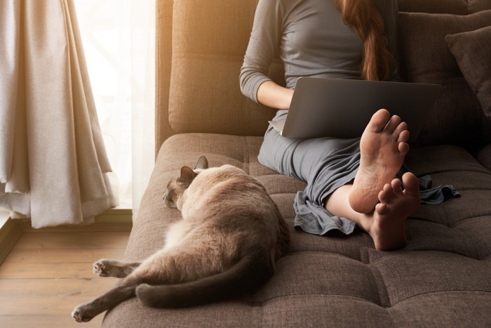 ソファでPC作業している女性の隣で眠る猫