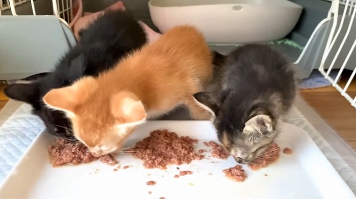 ご飯を食べている3匹の子猫の全身