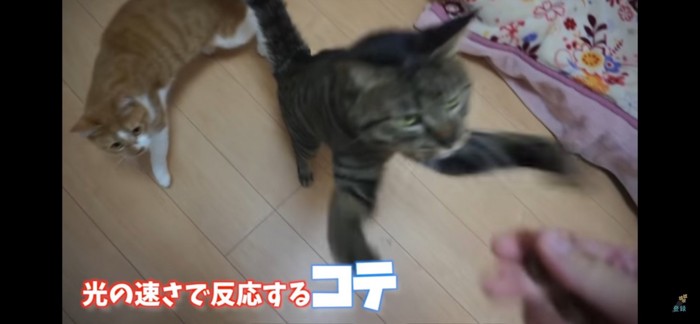 飛びつく