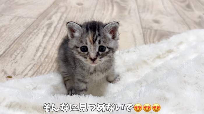 見つめる子猫