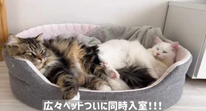 ベッドに横たわる猫