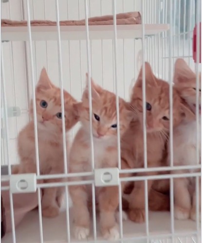 キョトンとした子猫