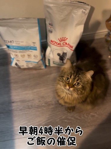 見上げる猫