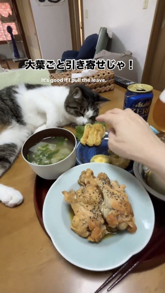 食卓で寝転がる猫