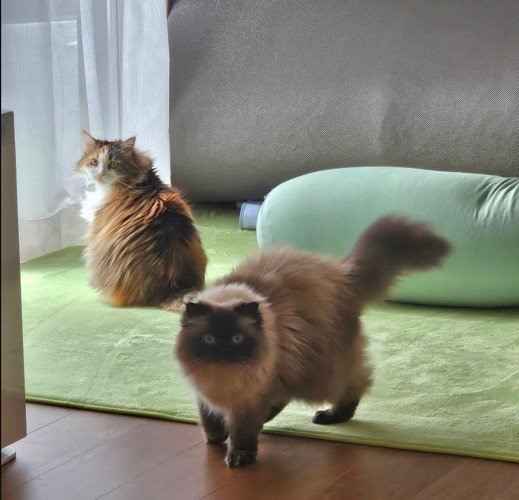 窓際の2匹の猫