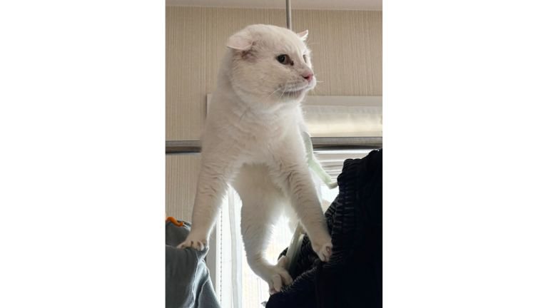 洗濯物と猫