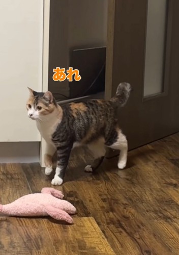 三毛猫に気づかず通り過ぎるキジトラ猫