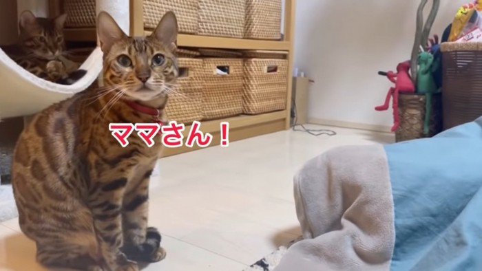 おすわりする猫