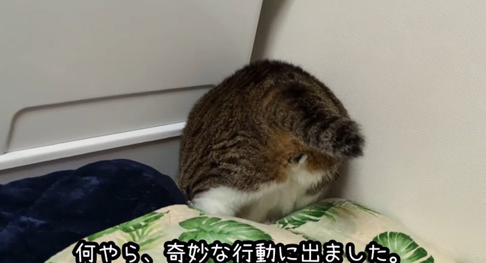 潜る猫