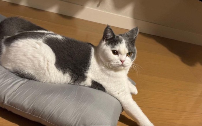 クッションの上に伏せている猫