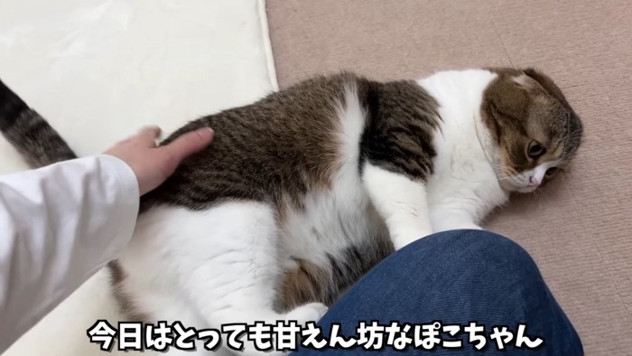 お尻をなでられる猫