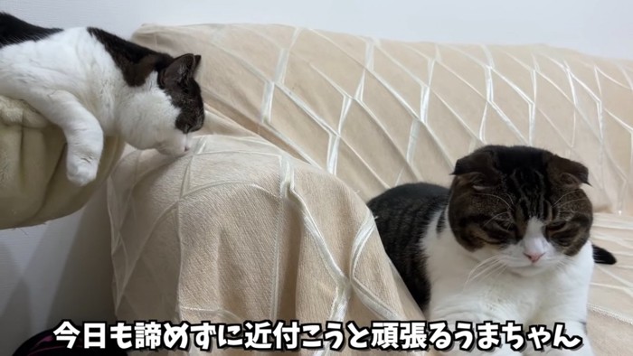 ハンモックの中の猫とソファーにいる猫